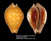 Perisserosa guttata (f) bicallosa (2)